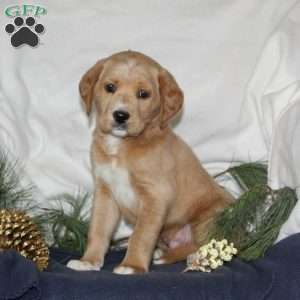 Blitzen, Labrador Mix Puppy